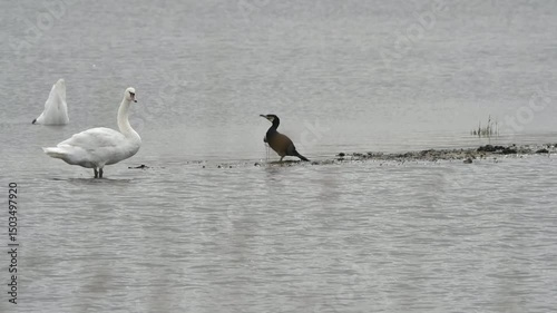Oiseaux sur un plan d'eau en Bretagne
