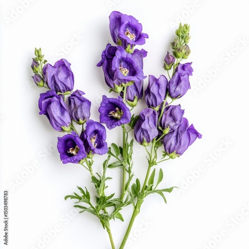 aconitum napellus monkshood wolfsbane plant purple hooded flowers isolated on white transparent background