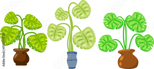 Potted houseplants with green tropical leaves. Flat cartoon vector illustration.