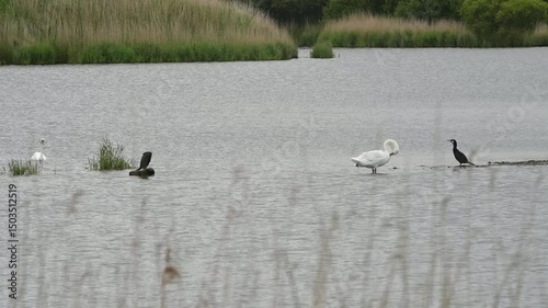 Oiseaux sur un plan d'eau en Bretagne