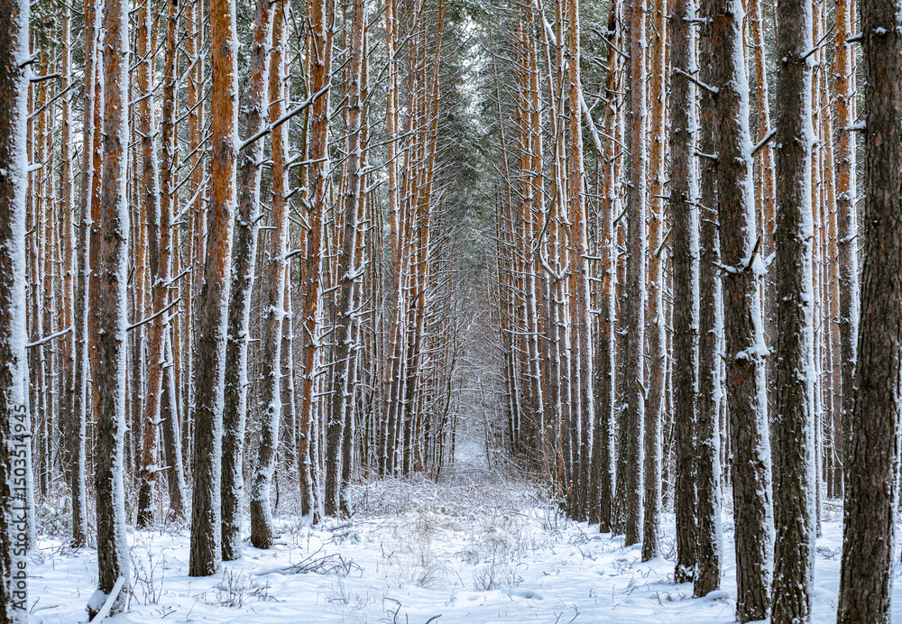 Naklejka premium Straight rows of snowy pines fading into the distance