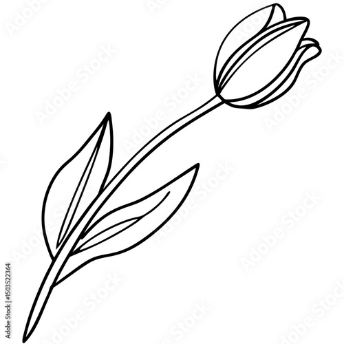 Single tulip line drawing, monochrome, for design projects