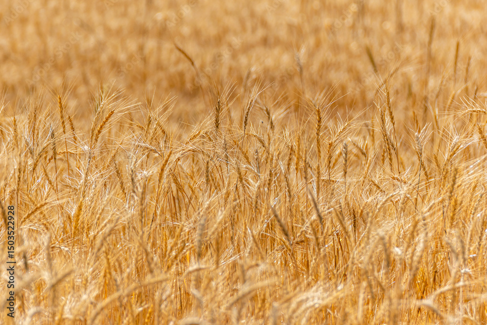 ripe wheat ears shining in warm evening sunlight, agricultural concept background ripe wheat ears shining in warm evening sunlight, agricultural concept background