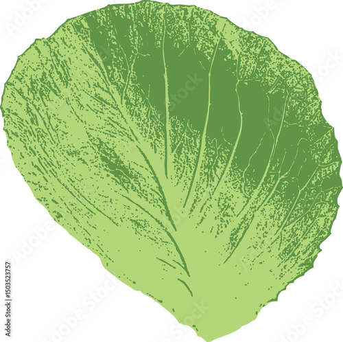 Single iceberg lettuce leaf vector illustration isolated on white background. Detailed and stylized green leaf with natural curves and visible veins. Ideal for healthy food design, vegetarian recipes