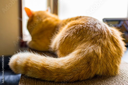  茶トラのマンチカンが窓際でまったり　日差しを浴びてくつろぐ猫