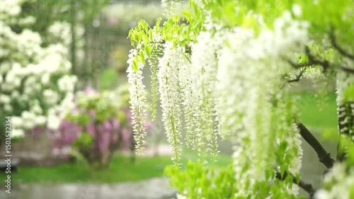 White wisteria blooms swaying gently on a rainy spring day