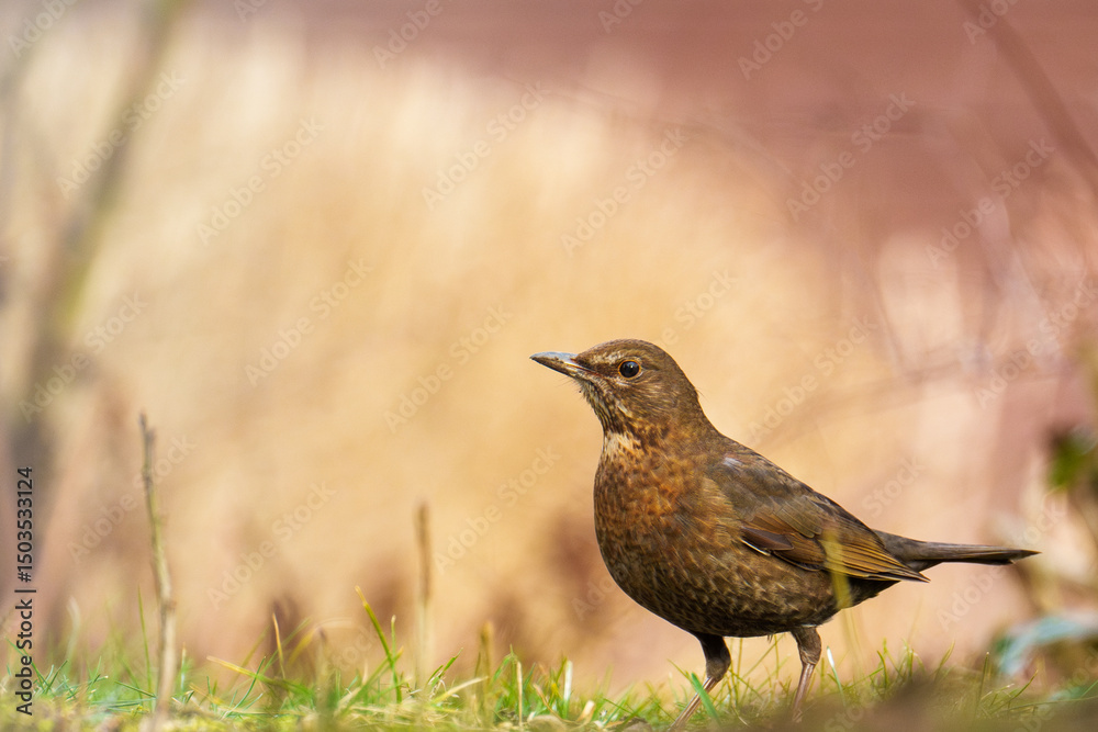Obraz premium Weibliche Amsel im Morgenrot