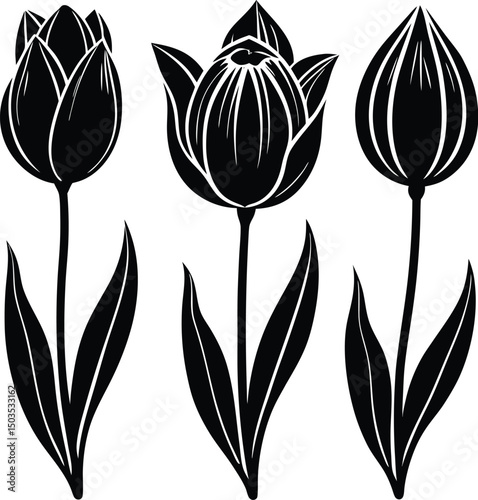 Tulip Silhouette Trio In Different Stages Of Bloom