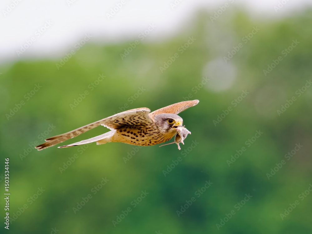 Fototapeta premium hawk flying with wings spread