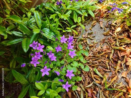 Beautiful purple flowers of vinca on background of green leaves. Aubrieta Blaumeise (commonly known as Aubretia) is a genus. 