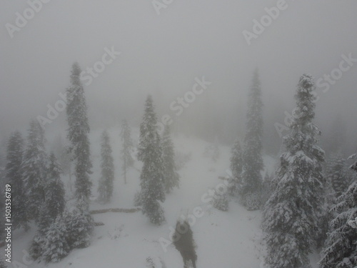 aerial view of the road into jungle in winter