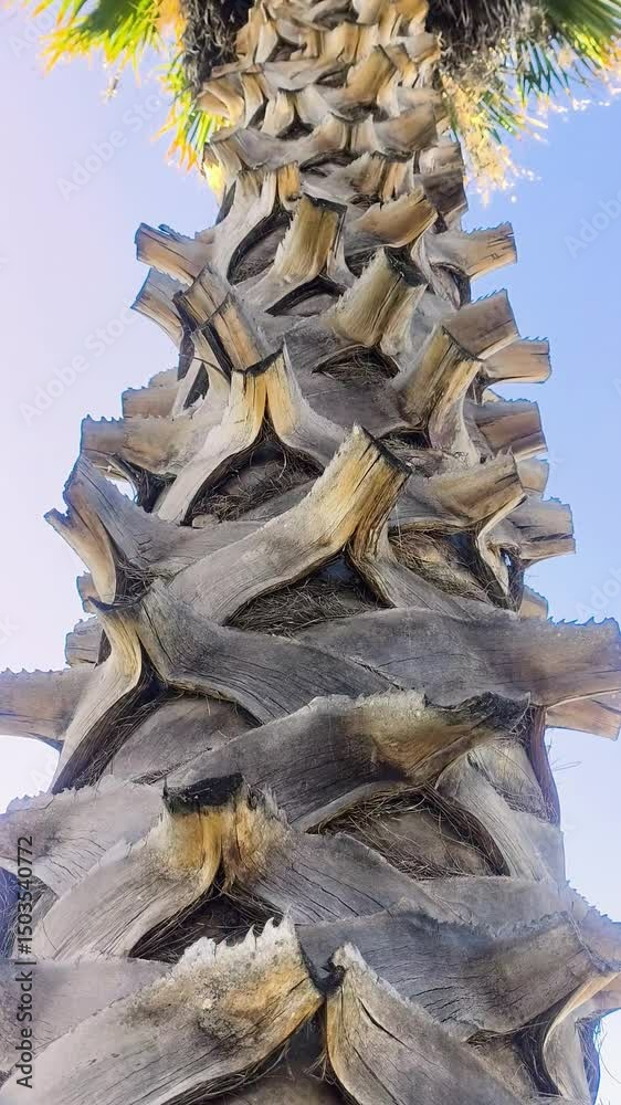 Palmera de dátiles 