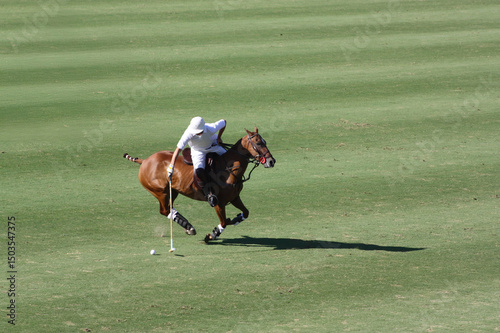 Polo Player