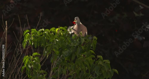 Pigeon bird eating leaves from the top of green tree