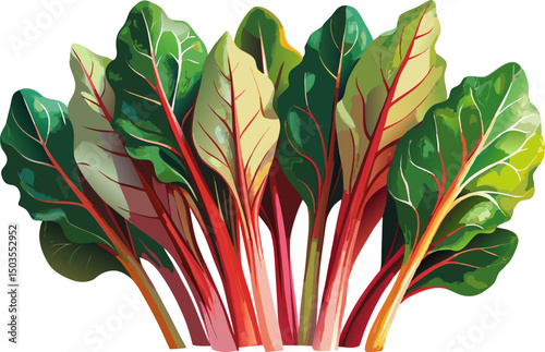 fresh swiss chard in garden, organic gardening, A bunch of Swiss chard with red stems on a white background