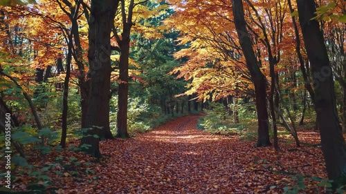 Forest path blanketed by golden leaves falling, sunlight filtering through autumn trees, painting seasonal woodland scenery