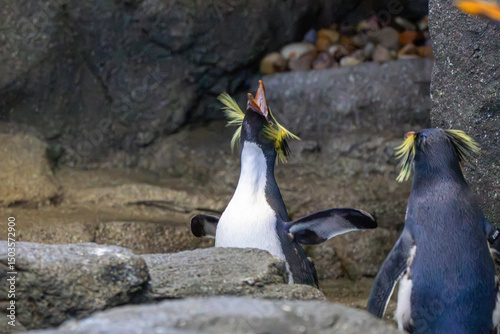 northern rockhopper penguin at a local zoo photo