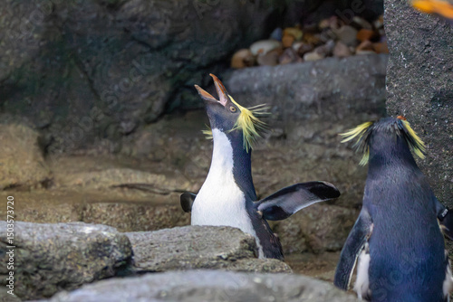 northern rockhopper penguin at a local zoo photo