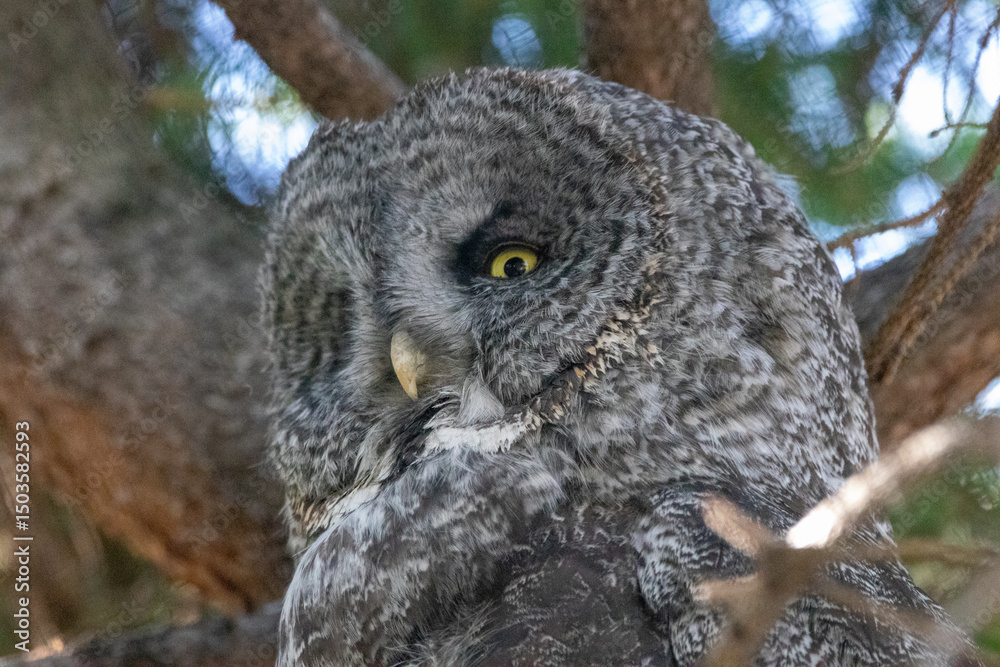 Fototapeta premium A great grey owl at a local zoo