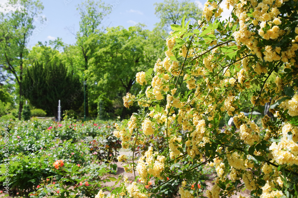 Fototapeta premium 鶴舞公園