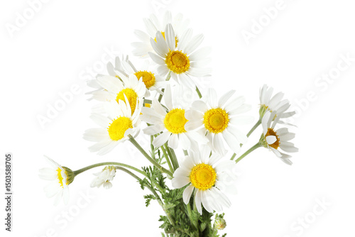 Wallpaper Mural Bouquet of beautiful chamomile flowers on white background Torontodigital.ca