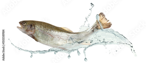 Cutthroat trout fish in water splashes on white background