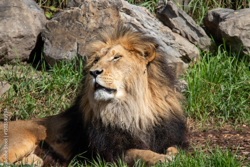 A male lion at a local zoo
