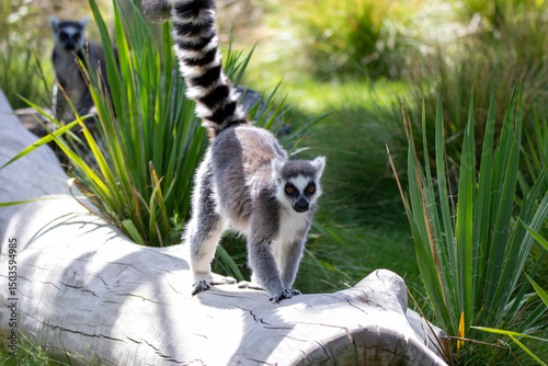 A ring-tailed lemur at a local zoo
