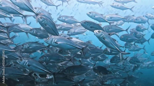 School of silver fish swimming in motion.