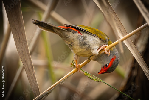 Schilderij op canvas A Red-browed Finch perched