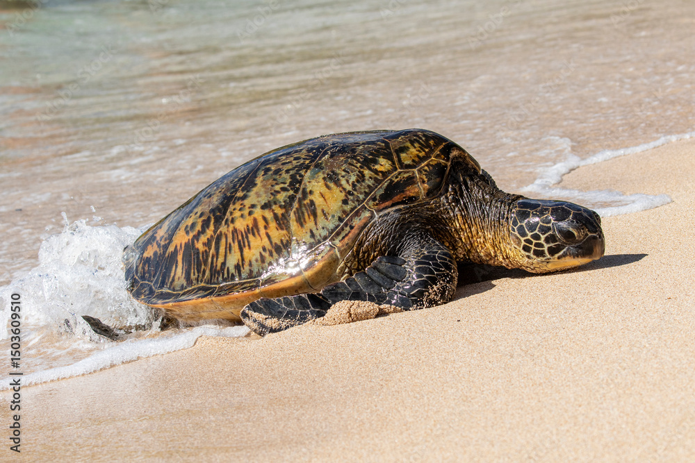 Obraz premium Green Sea Turtle hauling itself onto beach