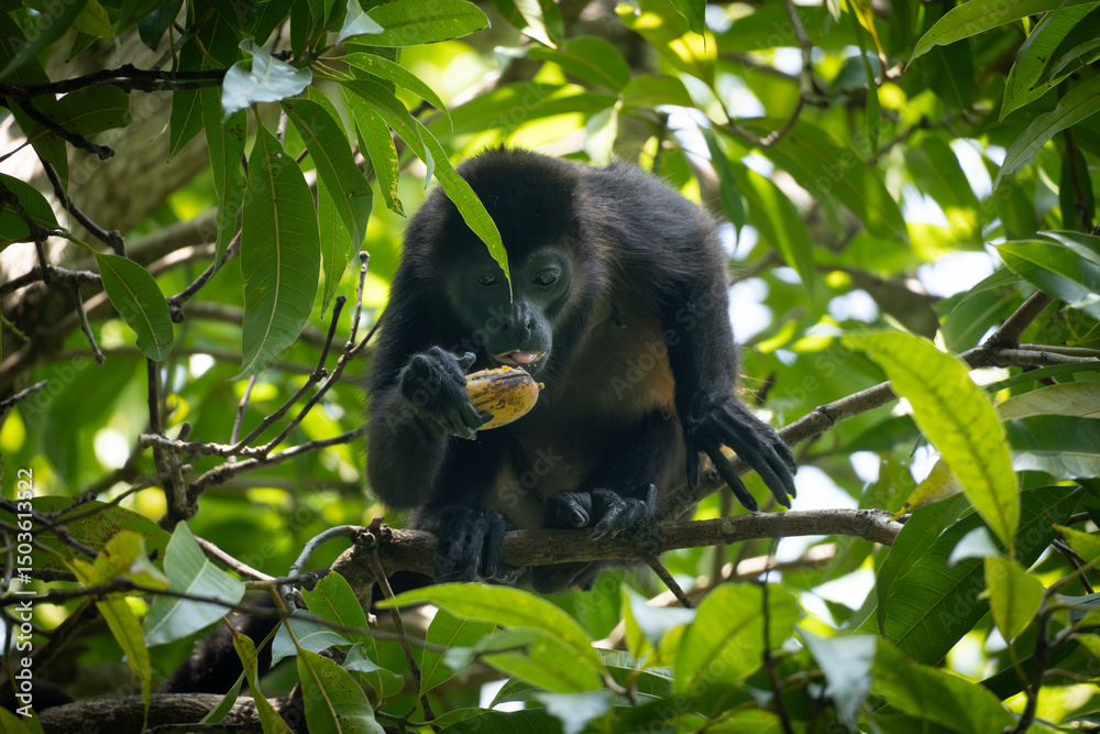 Obraz premium Howler monkey eating fruits