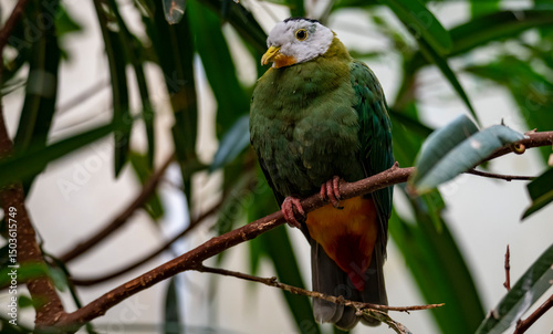 The Black-Naped Fruit Dove (Ptilinopus melanospilus), also known as the Black-Headed Fruit Dove. photo