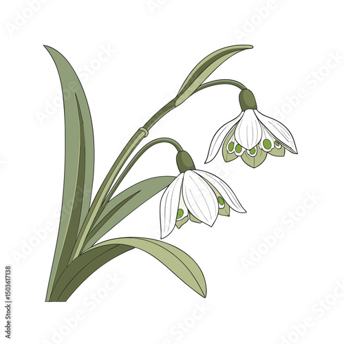 lily of the valley isolated
