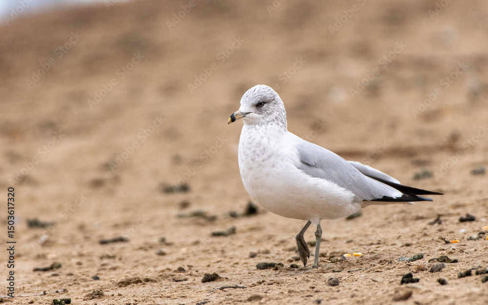 Close-up of Ring-billed gull on the shore. Close-up of Ring-billed gull on the shore.
