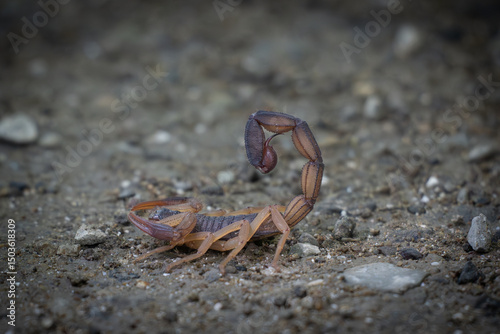 scorpion on the ground
