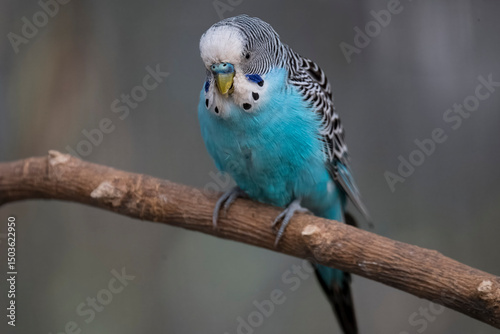 The Budgerigar (Melopsittacus undulatus), also known as the Common Parakeet, Shell Parakeet or Budgie.