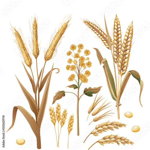 Dry Wheat Ear Isolated vector