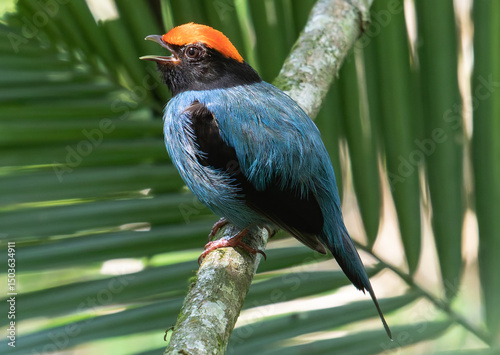manakin singing in the forest