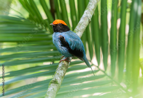 manakin in the forest