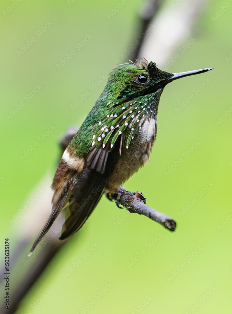 Fototapeta premium hummingbird on branch