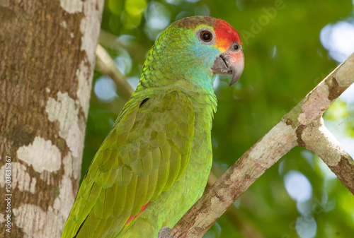 endangered parrot