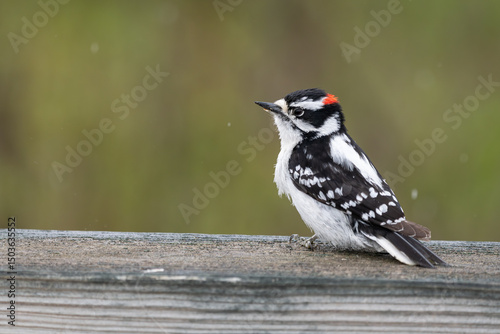 Male downy woodpecker sitiing on wooden railing