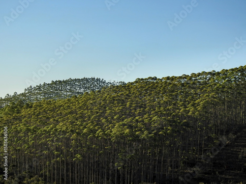 eucalyptus plantation and blue sky
