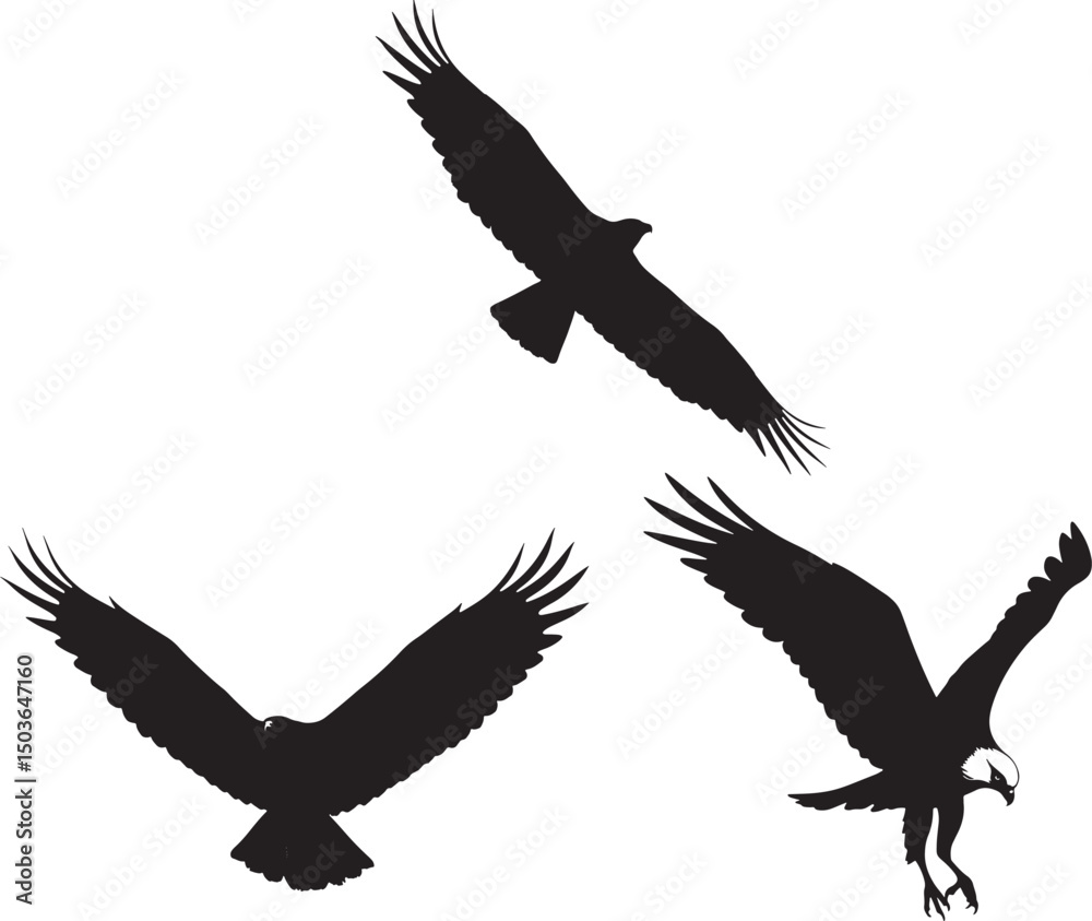 Obraz premium Eagle in different flight poses silhouette vector illustration