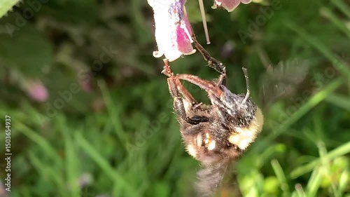 Bumblebee on comfrey flowers with pollen