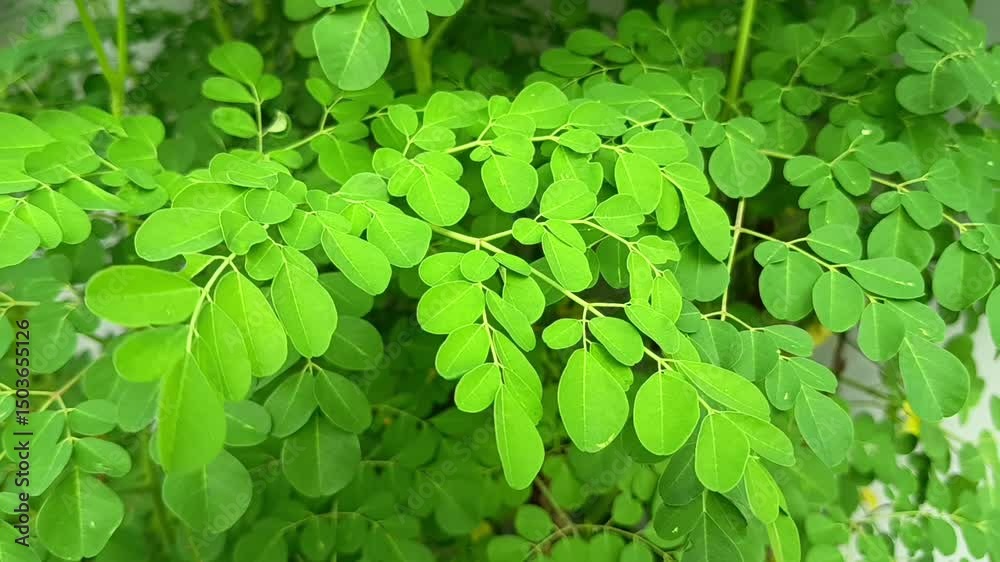 Vibrant green Moringa oleifera leaves display their characteristic compound structure, hinting at the plant's nutritional and medicinal value.