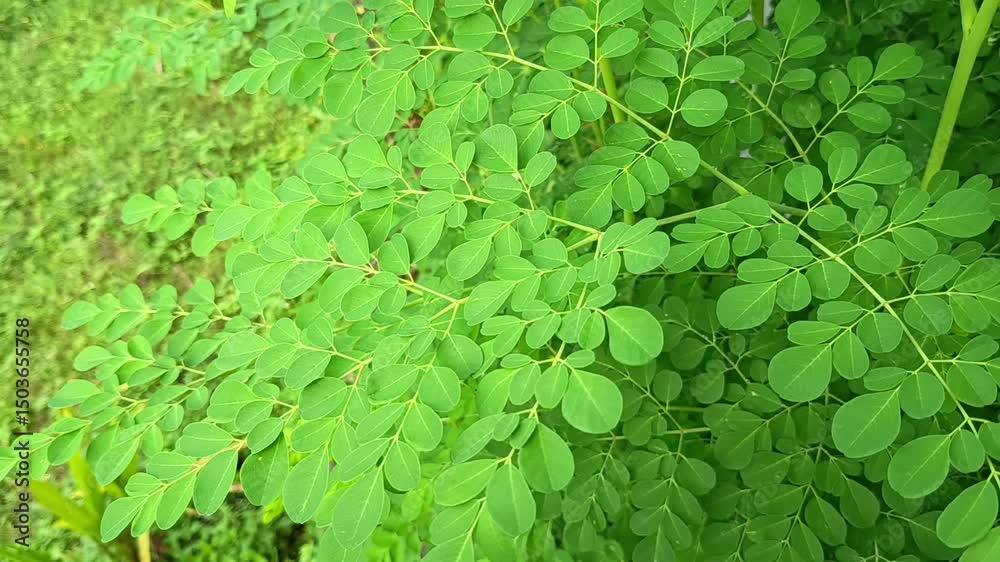 Vibrant green Moringa oleifera leaves display their characteristic compound structure, hinting at the plant's nutritional and medicinal value.