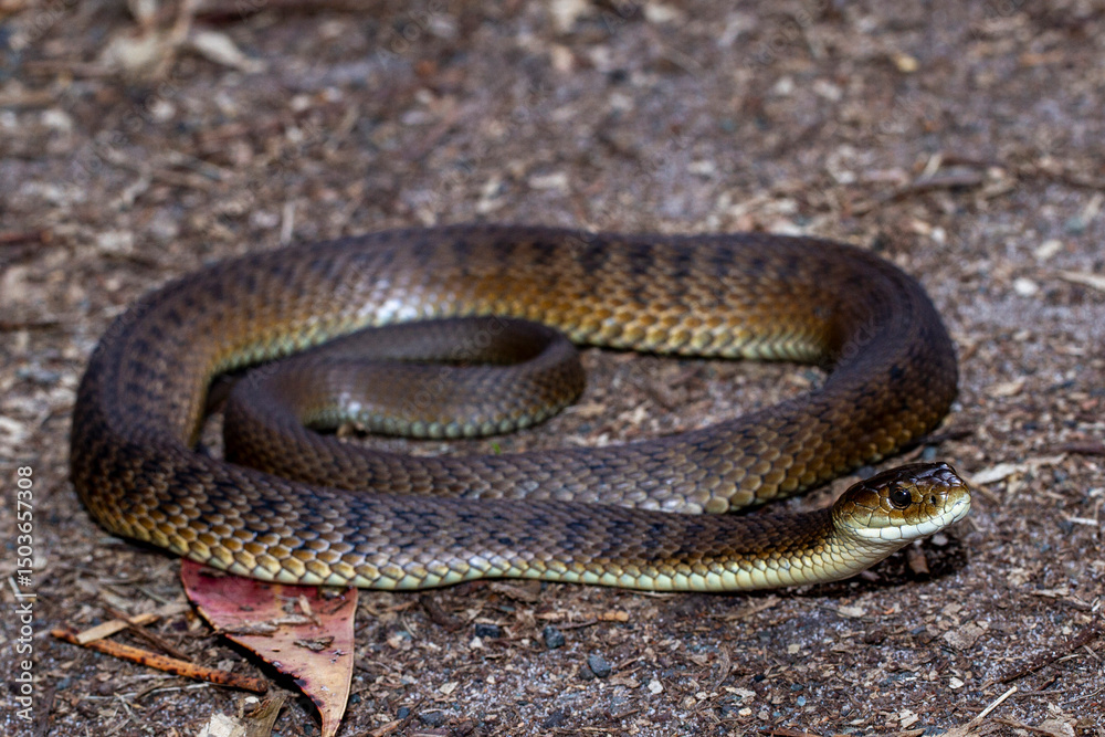 Fototapeta premium Australian Highly venomous Rough-scaled Snake