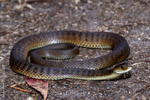 Australian Highly venomous Rough-scaled Snake